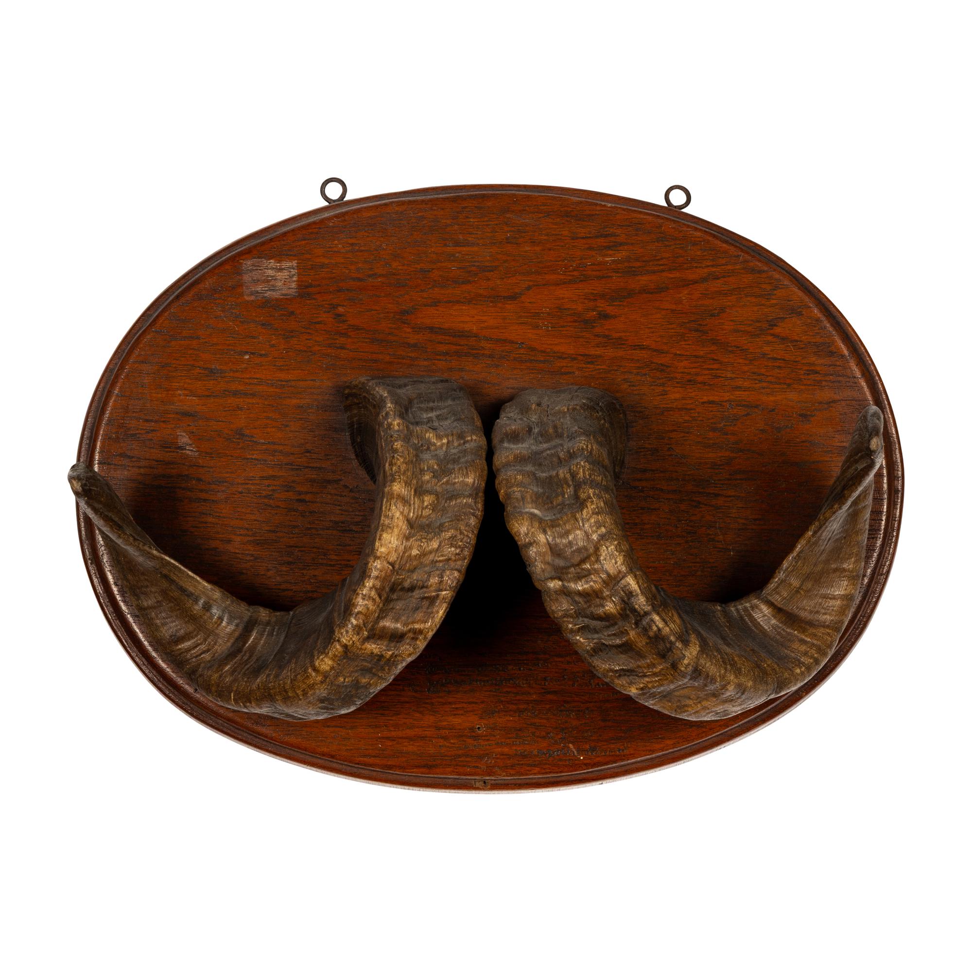 A Taxidermy Ram Horn Wall Mount