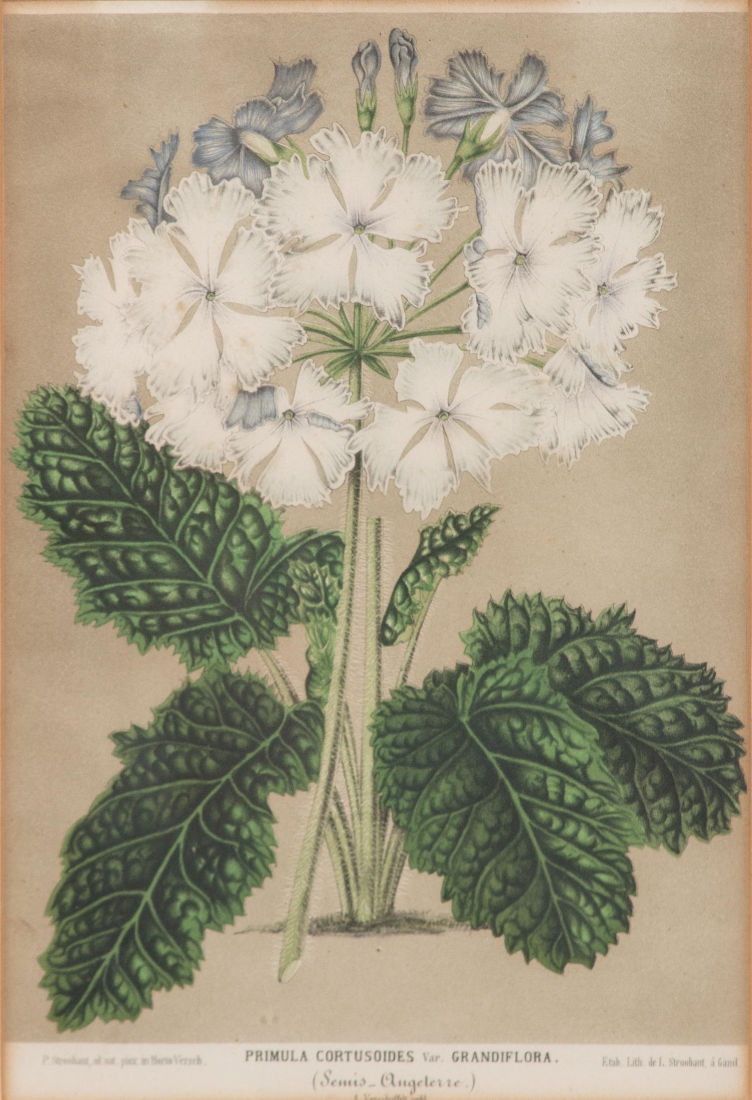 A Set of Eleven Botanical Prints Framed 16 1/2 x 13 1/2 inches. — 20TH CENTURY