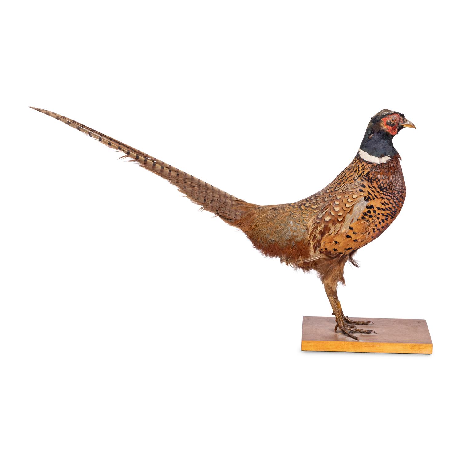 A Victorian Taxidermy Pheasant Diorama and Pheasant Mount