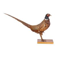 A Victorian Taxidermy Pheasant Diorama and Pheasant Mount