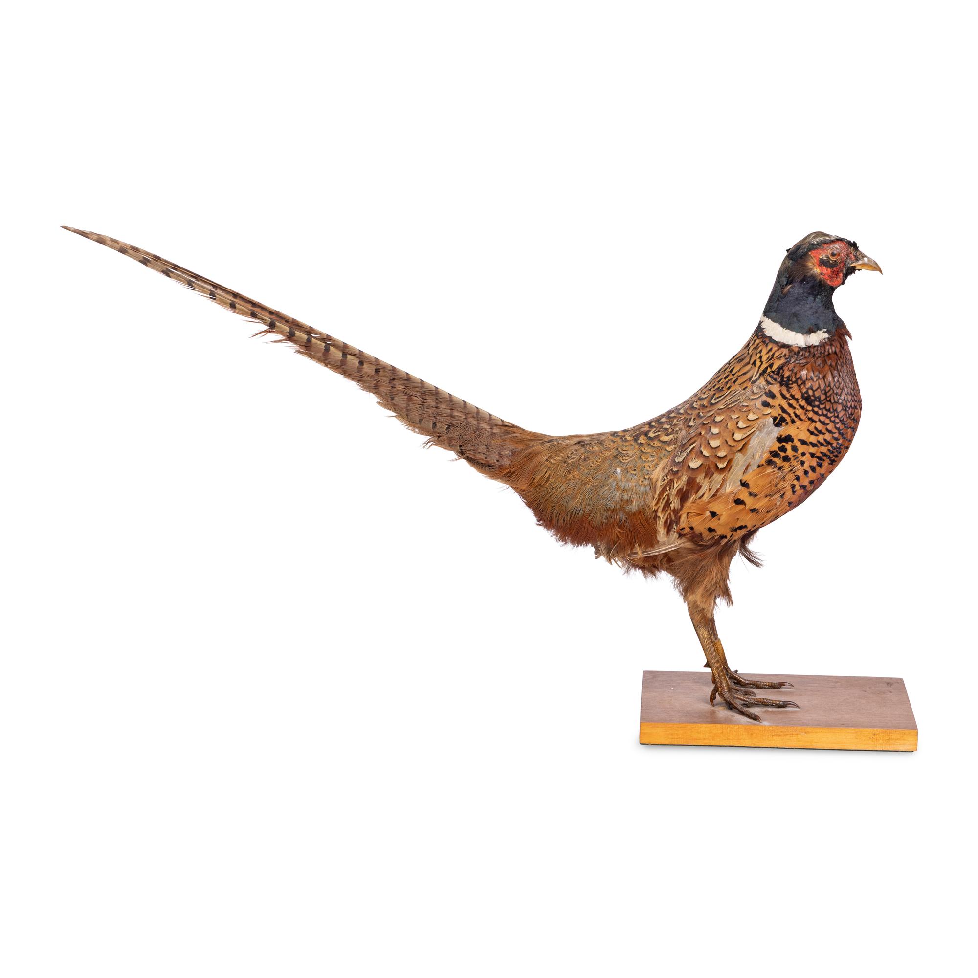 A Victorian Taxidermy Pheasant Diorama and Pheasant Mount