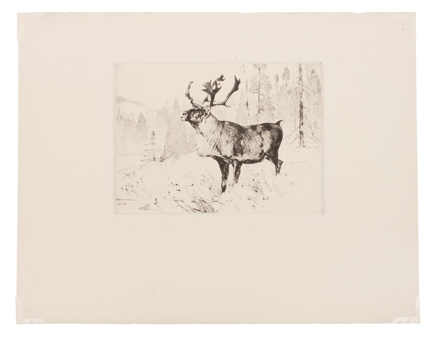 A Woodland Stag