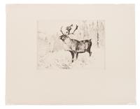 A Woodland Stag