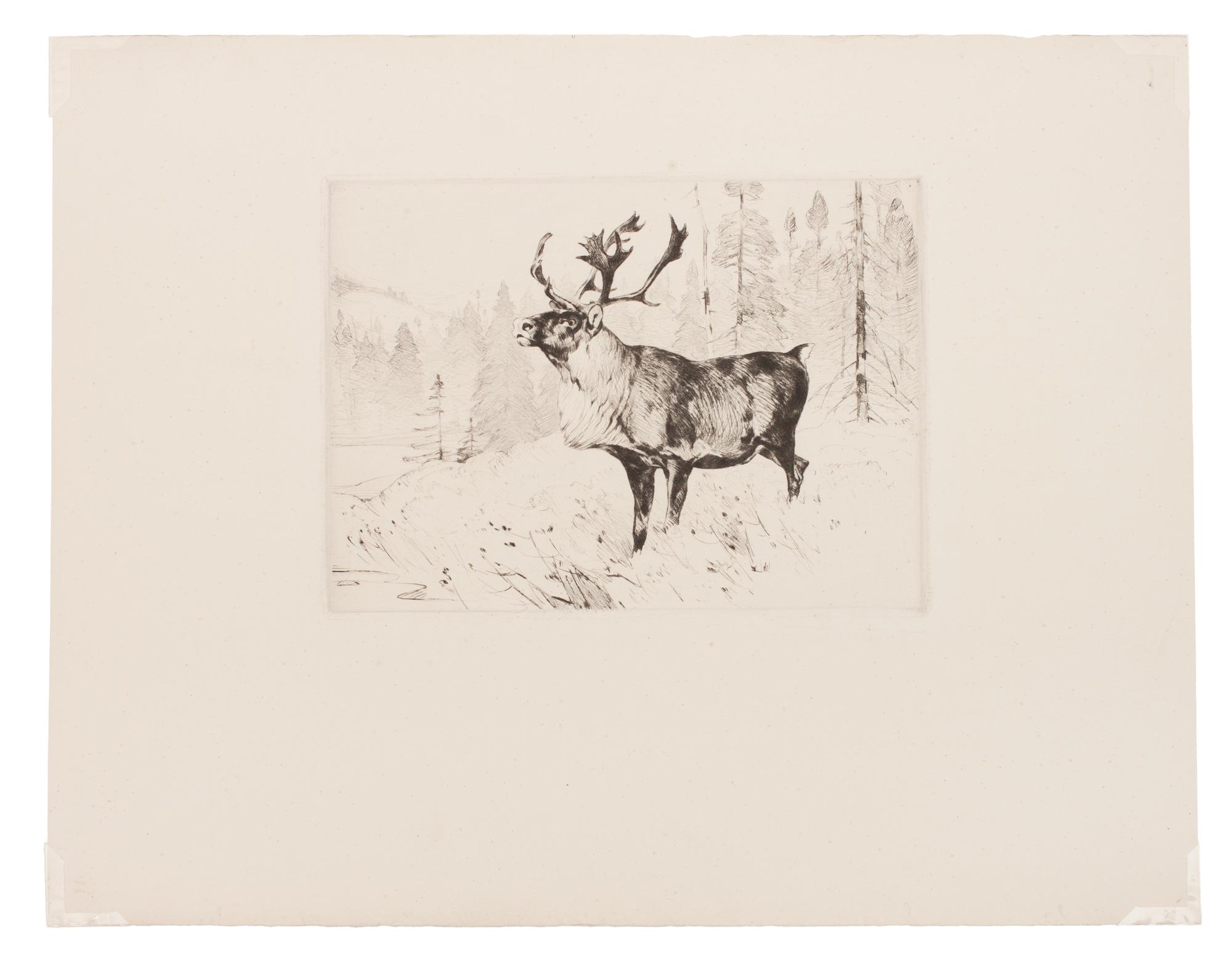 A Woodland Stag