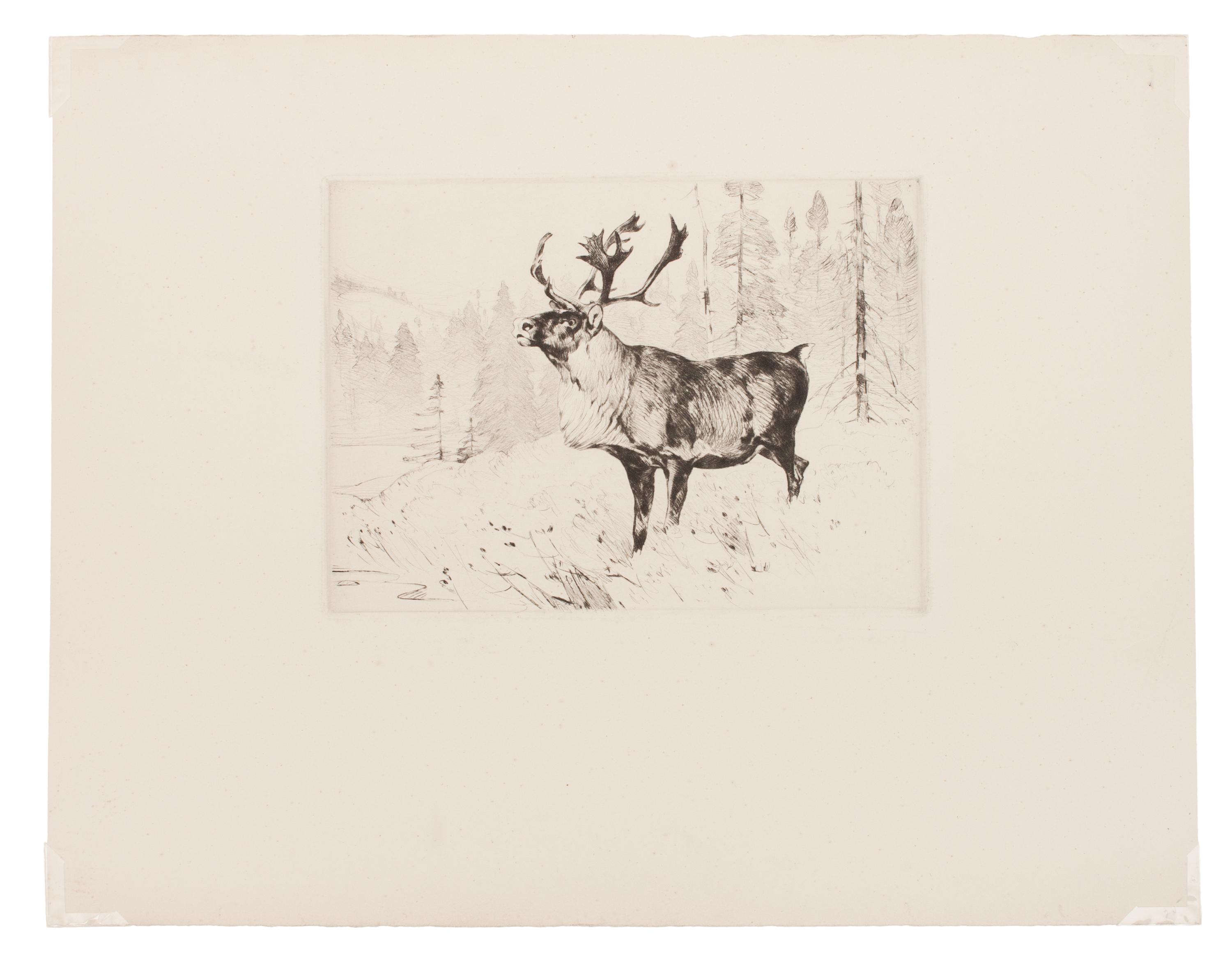 A Woodland Stag