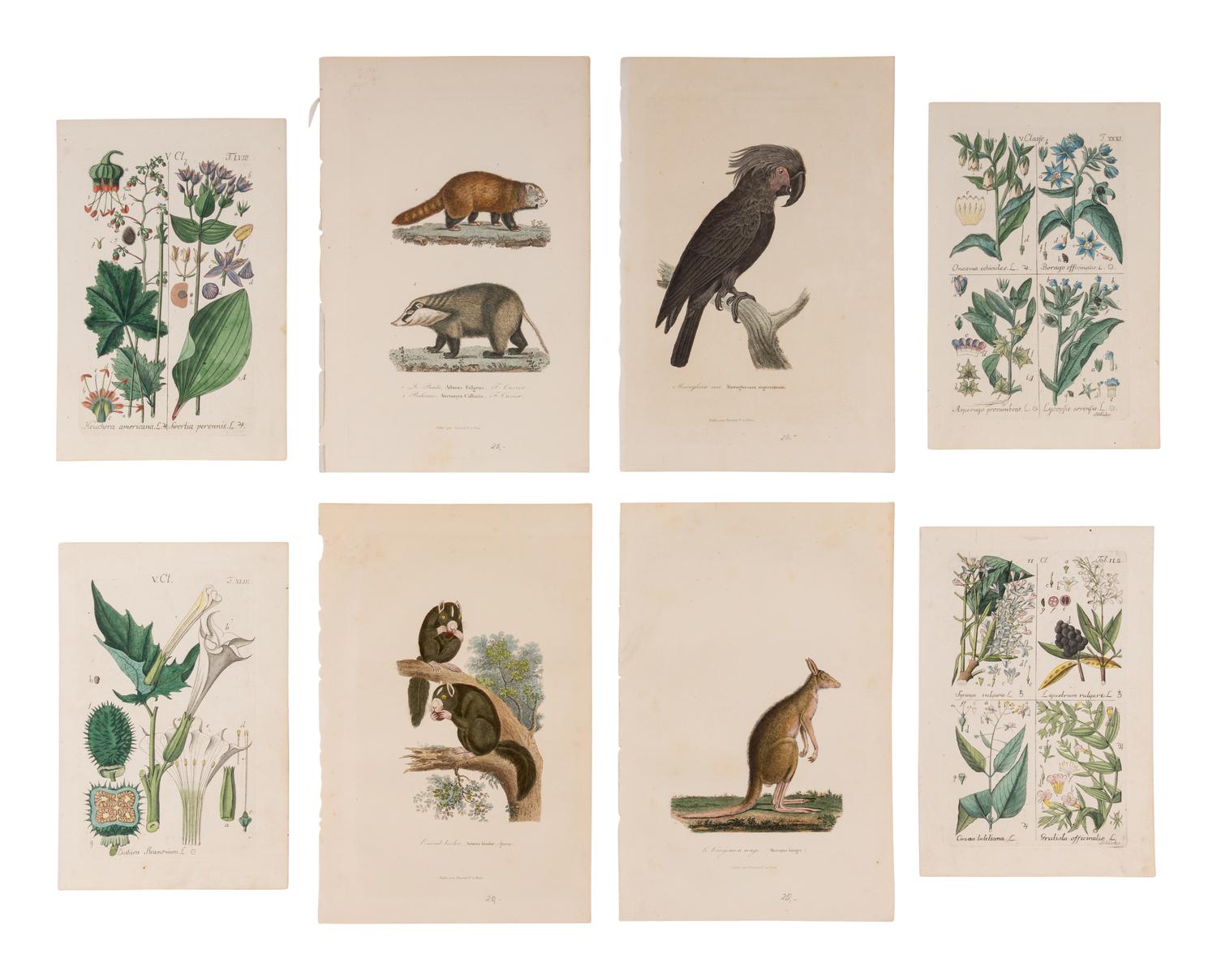 [ANIMALS & BOTANICALS]. A group of approximately 45 prints featuring flora and fauna, most engraved and many with hand-coloring.