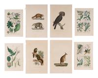 [ANIMALS & BOTANICALS]. A group of approximately 45 prints featuring flora and fauna, most engraved and many with hand-coloring.