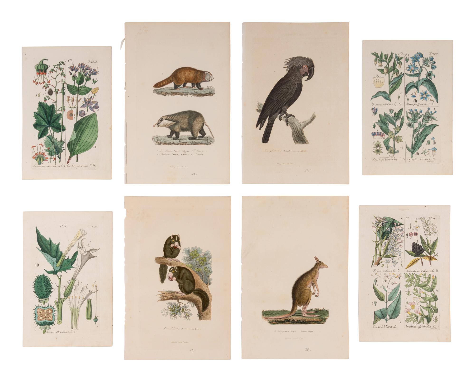 [ANIMALS & BOTANICALS]. A group of approximately 45 prints featuring flora and fauna, most engraved and many with hand-coloring.