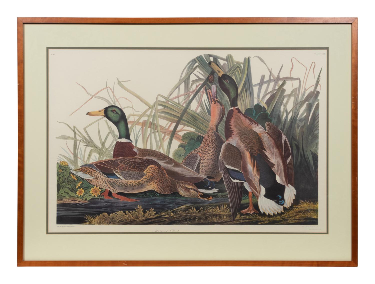 After John James Audubon (American, 1785-1851)