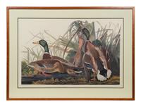 After John James Audubon (American, 1785-1851)