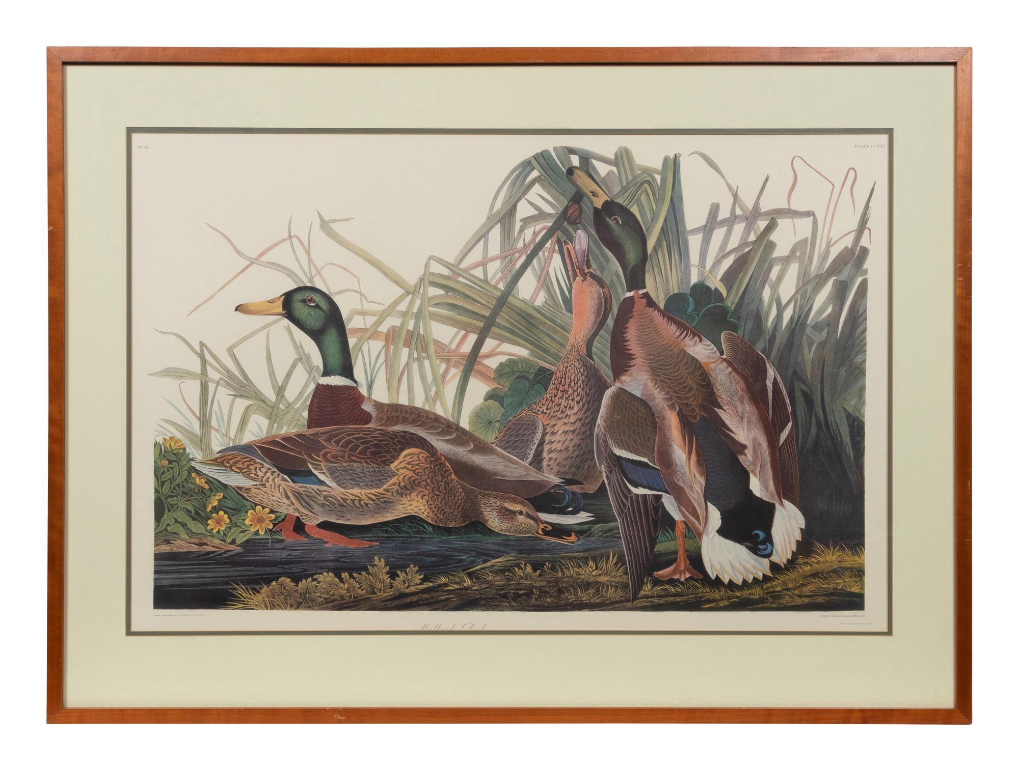 After John James Audubon (American, 1785-1851)