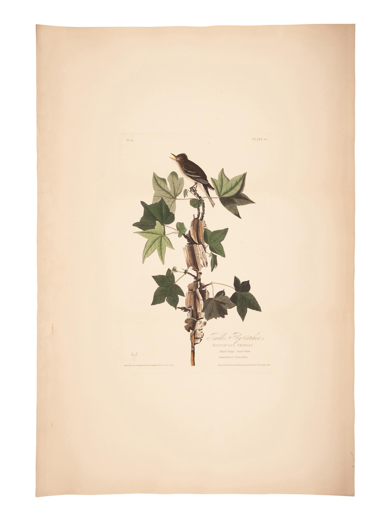 AUDUBON, John James (1785-1851).