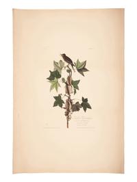 AUDUBON, John James (1785-1851).