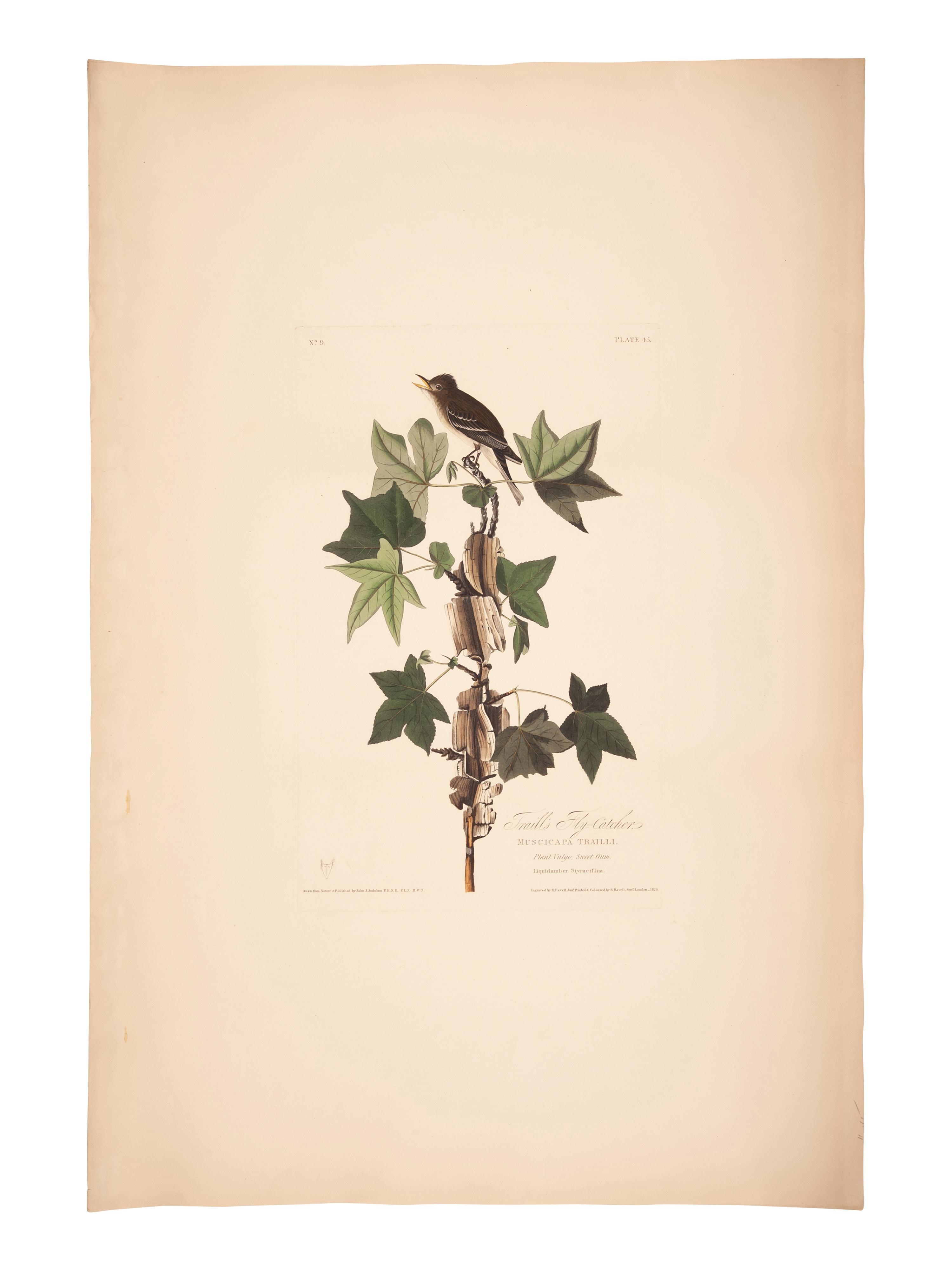 AUDUBON, John James (1785-1851).