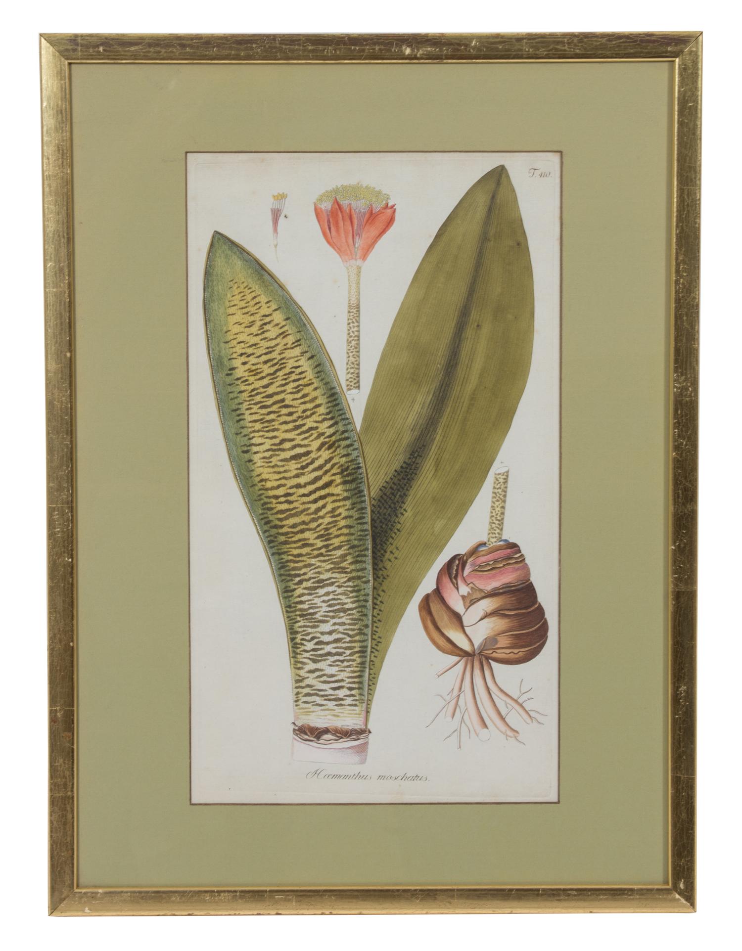 A Collection of Twelve Botanical Engravings Largest framed dimensions 27 x 9 inches. — 19TH/20TH CENTURY