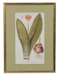 A Collection of Twelve Botanical Engravings Largest framed dimensions 27 x 9 inches. — 19TH/20TH CENTURY