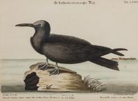 A Set of Four Bird Prints
