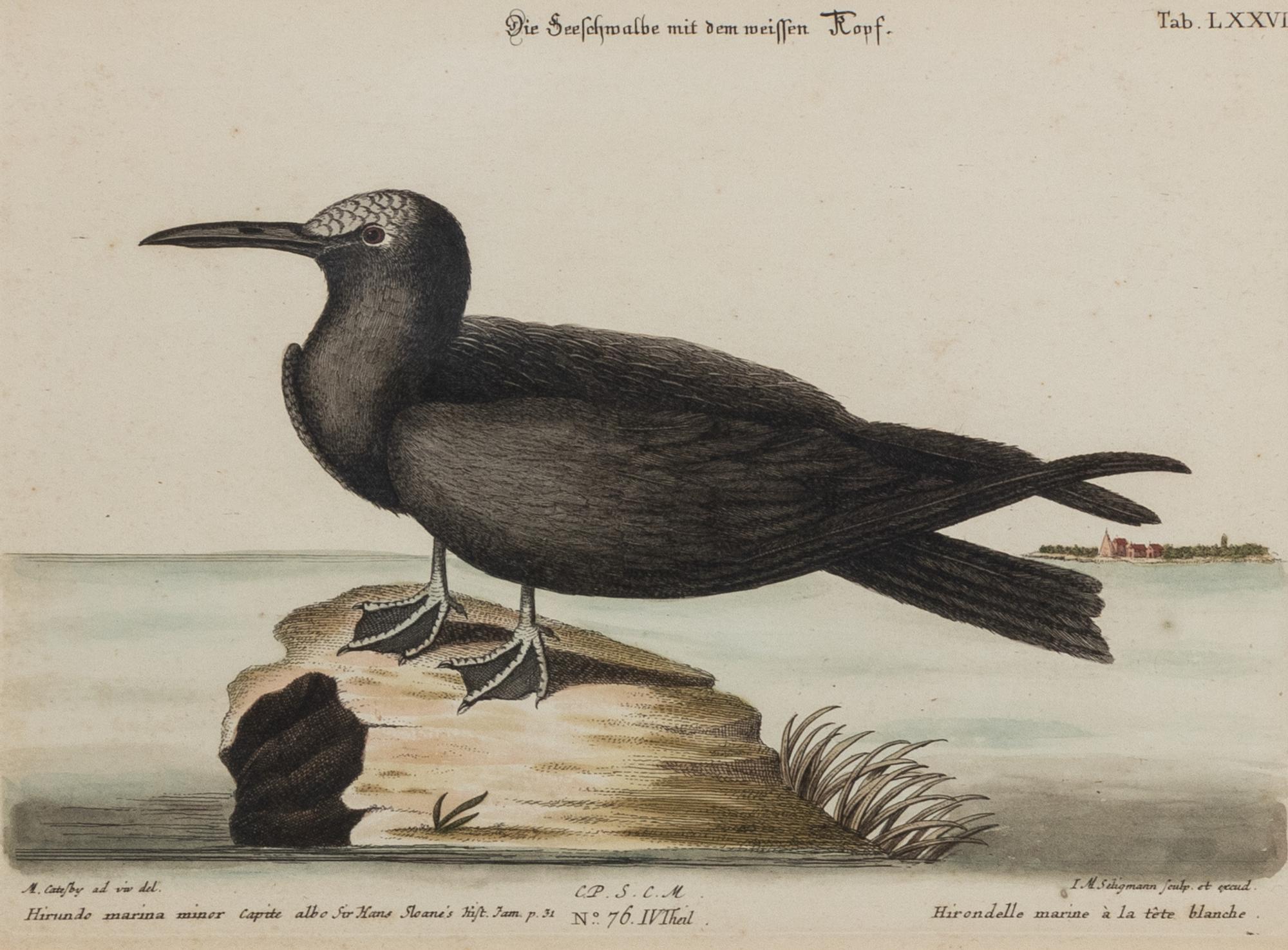 A Set of Four Bird Prints
