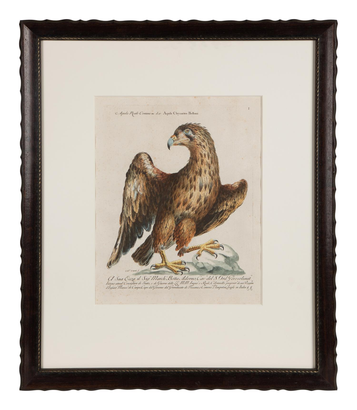 An Italian Hand-Colored Engraving of an Eagle in an Ebonized Frame — 18TH CENTURY