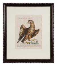An Italian Hand-Colored Engraving of an Eagle in an Ebonized Frame — 18TH CENTURY