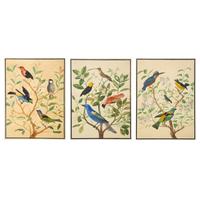 A Group of Three Framed Gouache Illustrations of Birds
