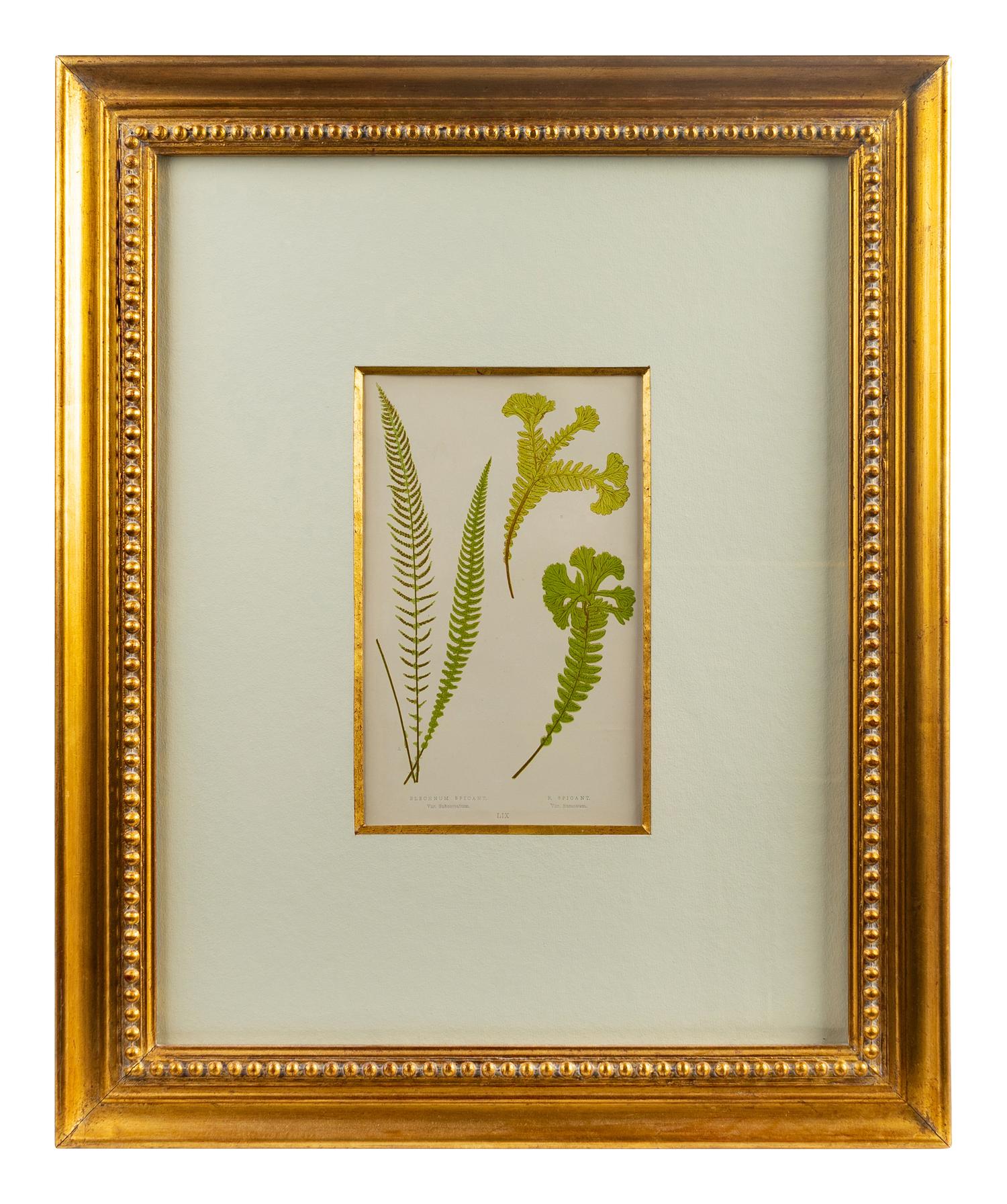 A Group of Eight Fern Botanical Engravings After Thomas Moore — EARLY 20TH CENTURY