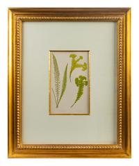 A Group of Eight Fern Botanical Engravings After Thomas Moore — EARLY 20TH CENTURY