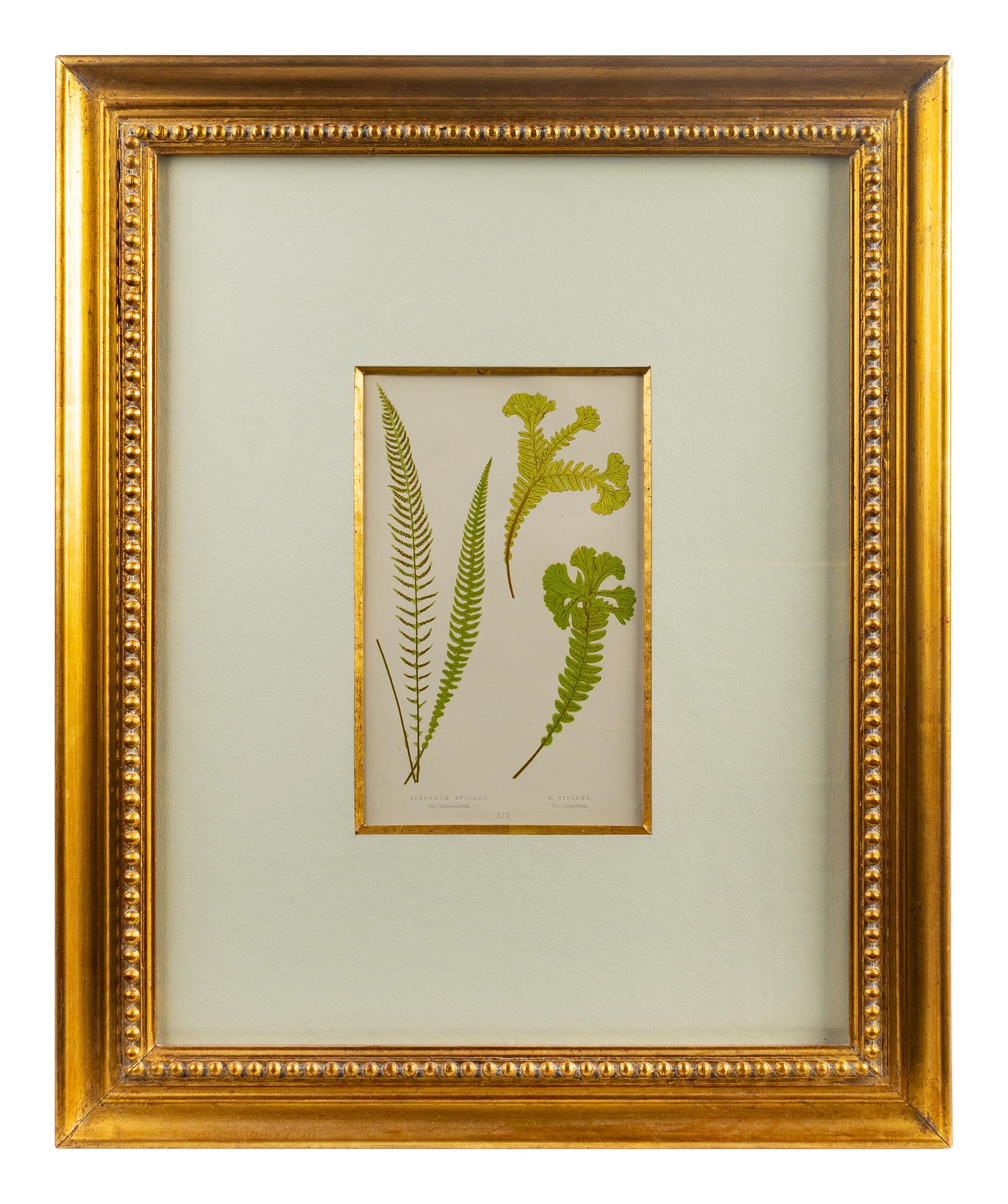 A Group of Eight Fern Botanical Engravings After Thomas Moore — EARLY 20TH CENTURY