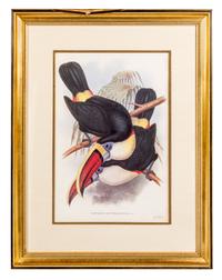After J. E. Gould, , Selcnidera Landsdorffi, Pteroglossus Flavirostris, Pterglossus Aracari and Ramphastos Erythrirpynchos