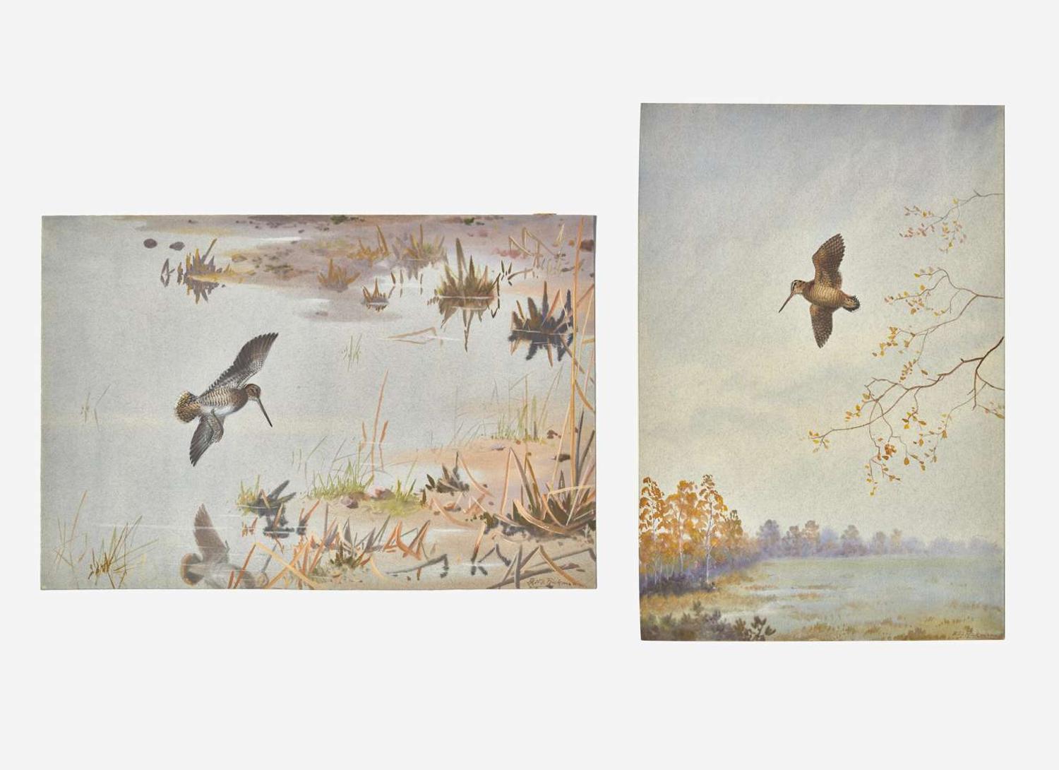 [Sporting] Rickman, Philip: Group of 2 Original Illustrations of Game Birds