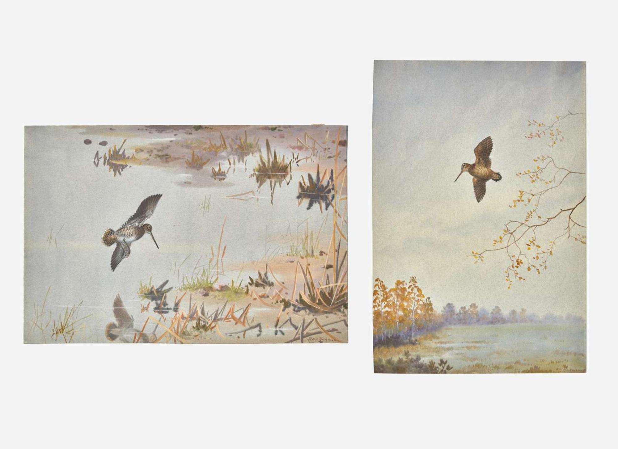 [Sporting] Rickman, Philip: Group of 2 Original Illustrations of Game Birds
