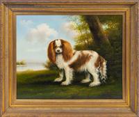 King Charles Cocker Spaniel