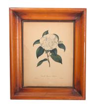 Three Botanical Engravings Height 13 1/2 x width 10 1/2 inches (sight)