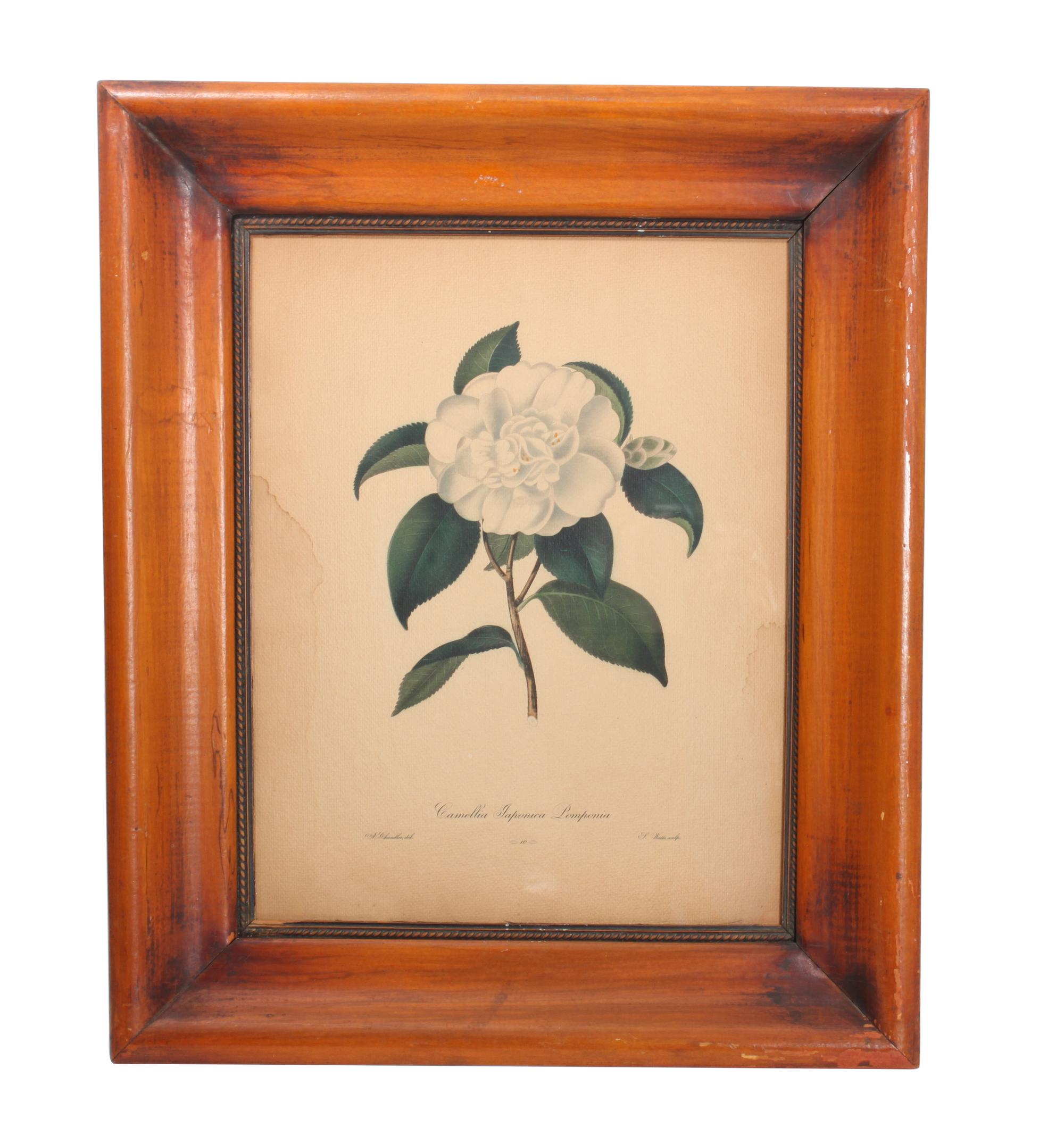 Three Botanical Engravings Height 13 1/2 x width 10 1/2 inches (sight)