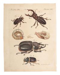 A Collection of Ornithology and Entomology Prints