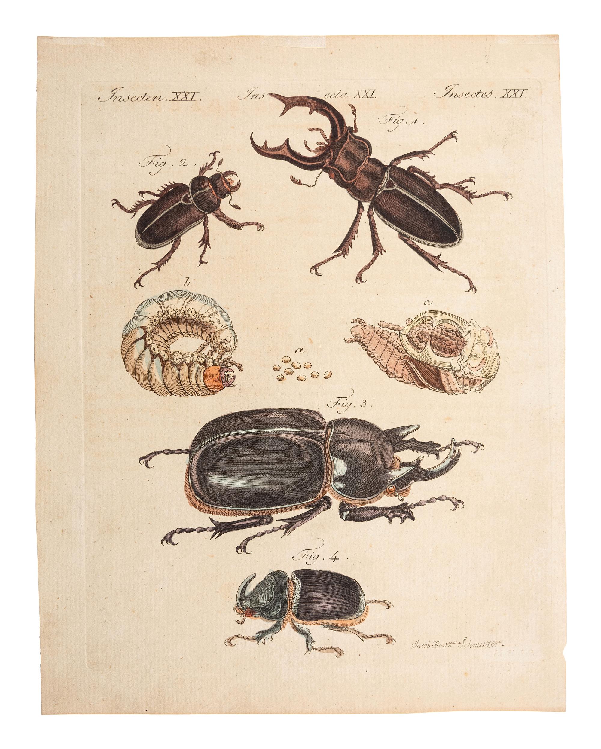 A Collection of Ornithology and Entomology Prints