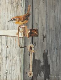 Garden Shed Wren , 2004