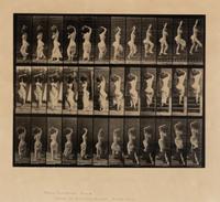 Muybridge, Eadweard (1830-1904). Animal Locomotion, plate 105 . Philadelphia, 1887.