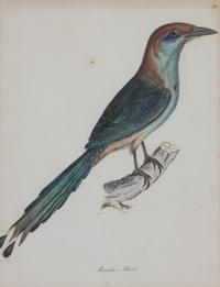 A Group of Six Ornithological Color Prints Framed 15 x 13 inches. — 20TH CENTURY