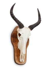 Waterback Skull and Antler Mount
