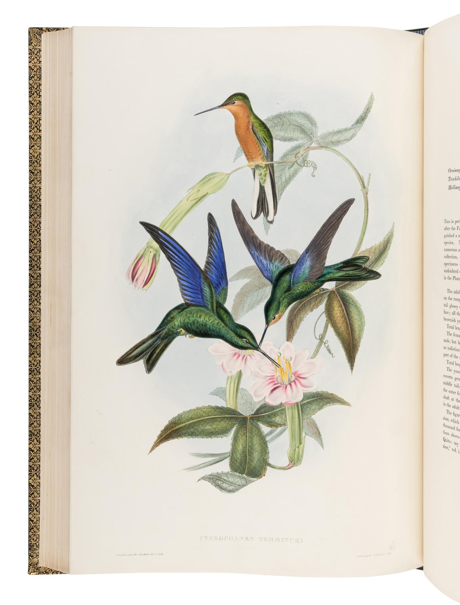GOULD, John (1804-1881). A Monograph of the Trochilidae, or Family of Humming-Birds . London: Taylor and Francis for the Author, [1849]-1861.