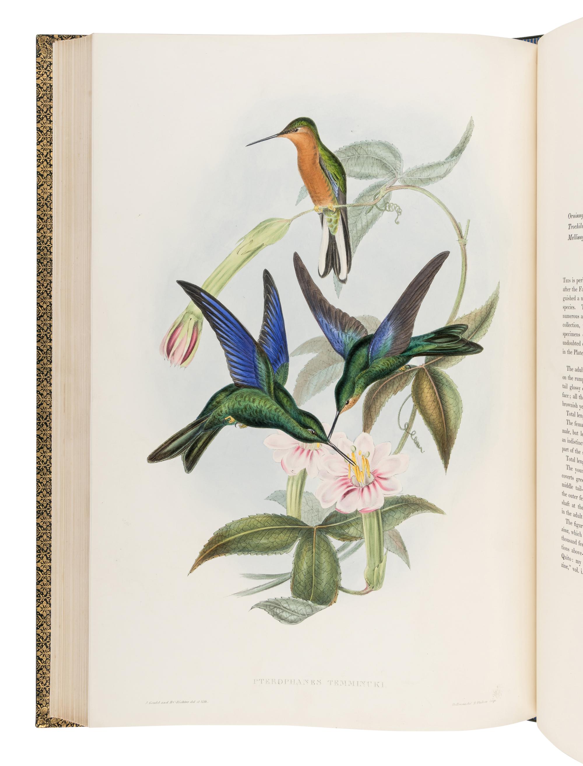 GOULD, John (1804-1881). A Monograph of the Trochilidae, or Family of Humming-Birds . London: Taylor and Francis for the Author, [1849]-1861.