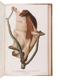 AUDEBERT, Jean Baptiste (1759-1800). Histoire naturelle des singes et des makis . Paris: Desray, An XIII [1799-1800].