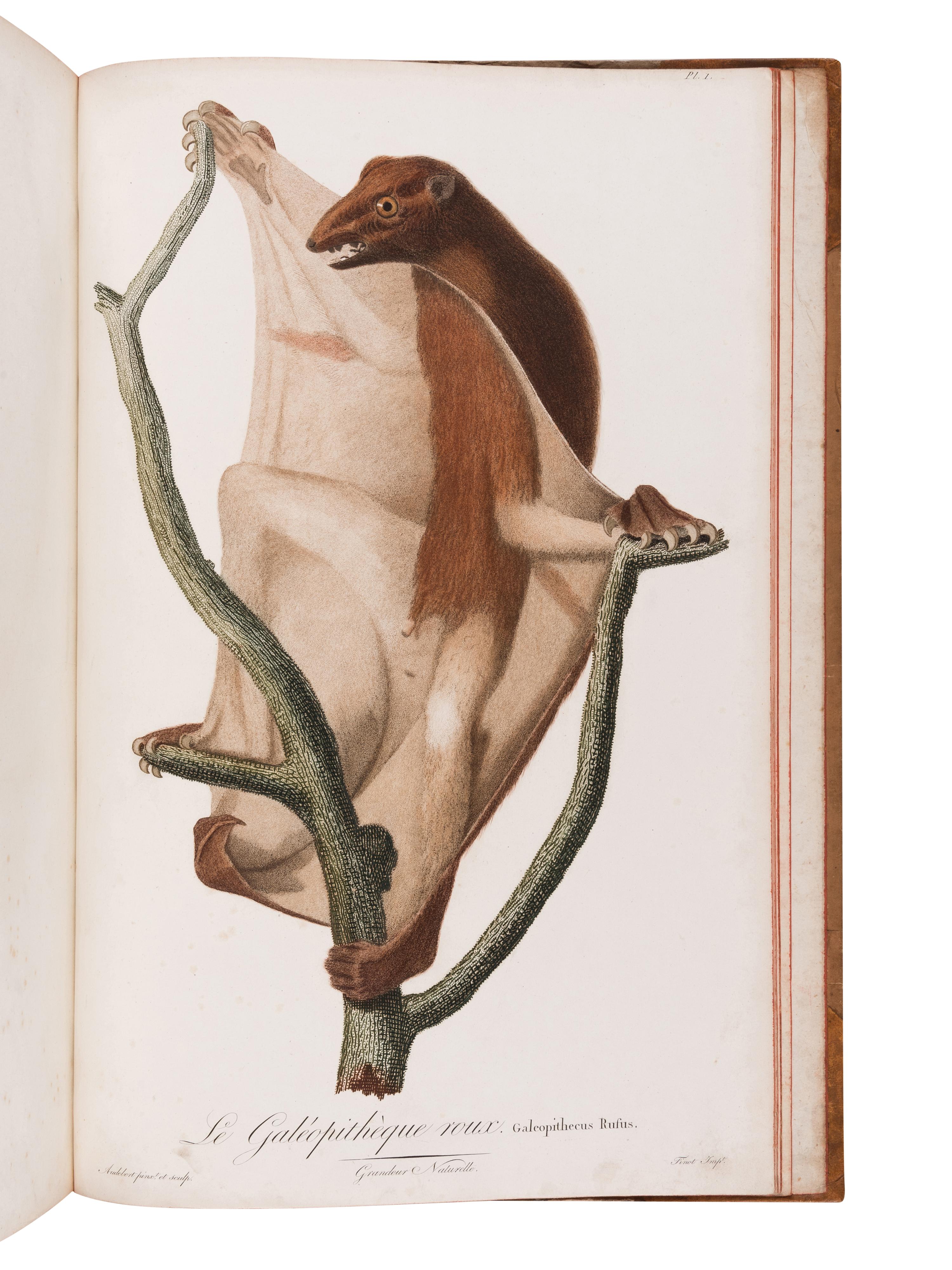 AUDEBERT, Jean Baptiste (1759-1800). Histoire naturelle des singes et des makis . Paris: Desray, An XIII [1799-1800].