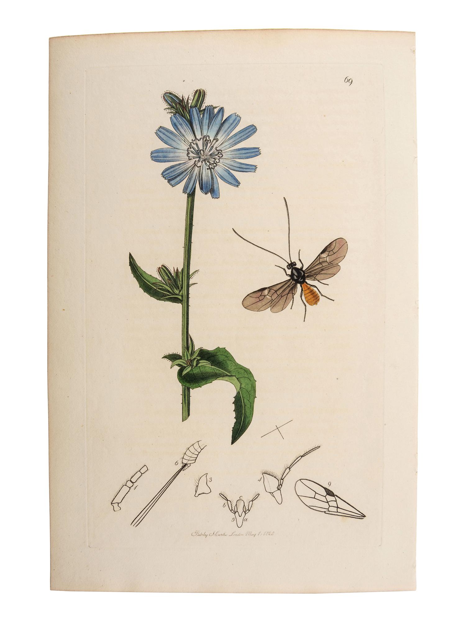 A Collection of Hand-Colored Ornithology and Entomology Engravings