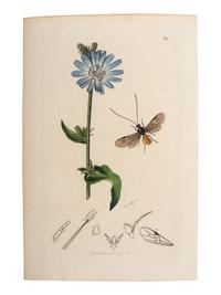 A Collection of Hand-Colored Ornithology and Entomology Engravings