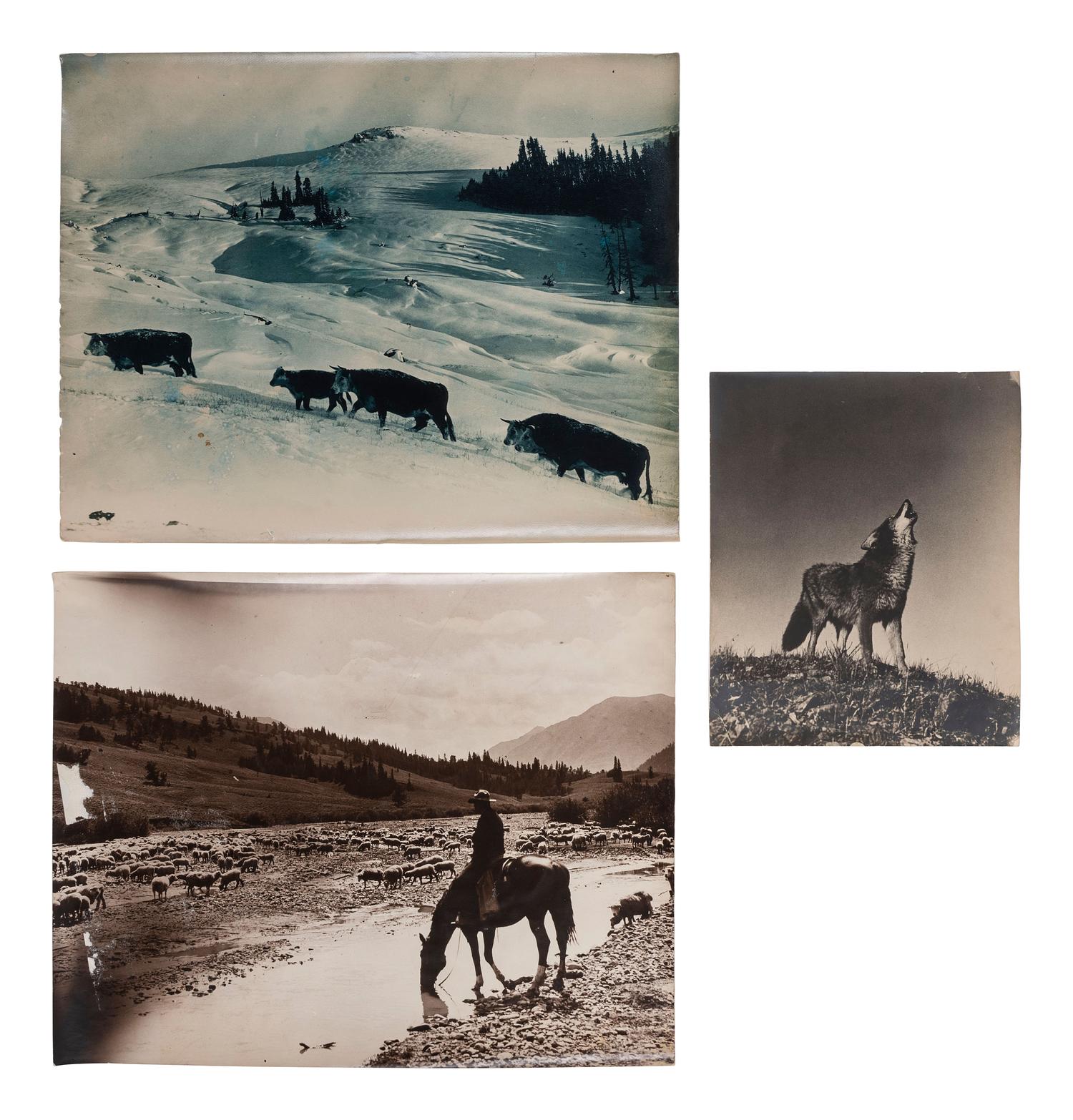 [WESTERN AMERICANA]. BELDEN, Charles J. (1888-1963), photographer. A group of 5 photographs of western subjects, incl. cowboys, cattle, and a coyote. Pitchfork Ranch, WY, ca 1910s-1940s.