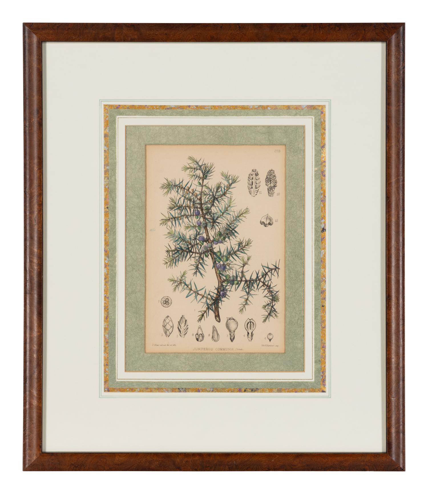 A Set of Eleven Illustrations from Medicinal Plants by Robert Bentley and Henry Trimen