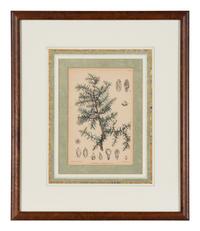 A Set of Eleven Illustrations from Medicinal Plants by Robert Bentley and Henry Trimen