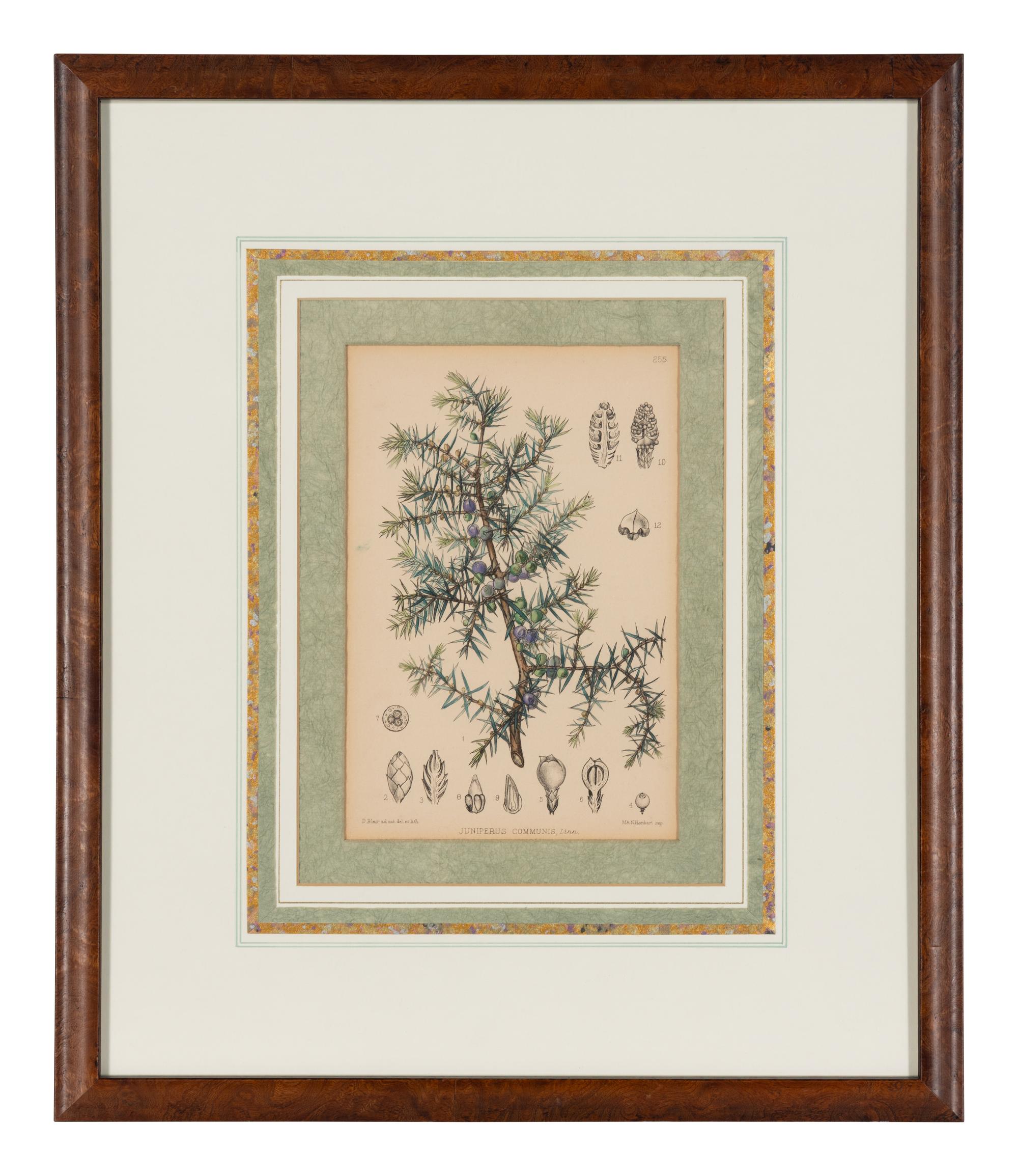A Set of Eleven Illustrations from Medicinal Plants by Robert Bentley and Henry Trimen